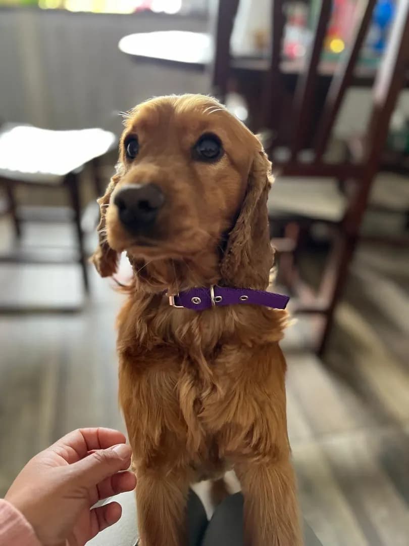 My beautiful Dog