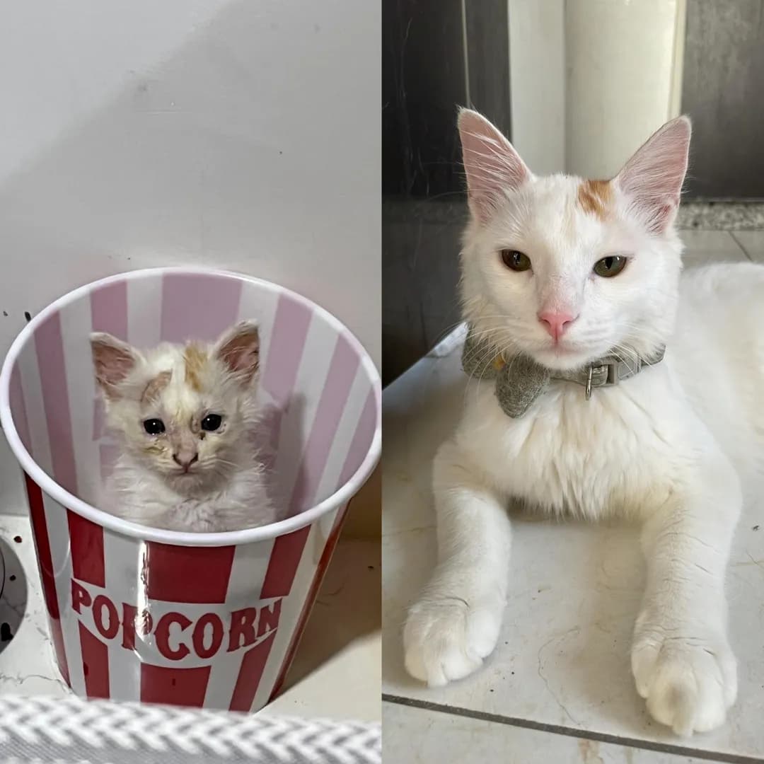 Copito when I found her and copito now