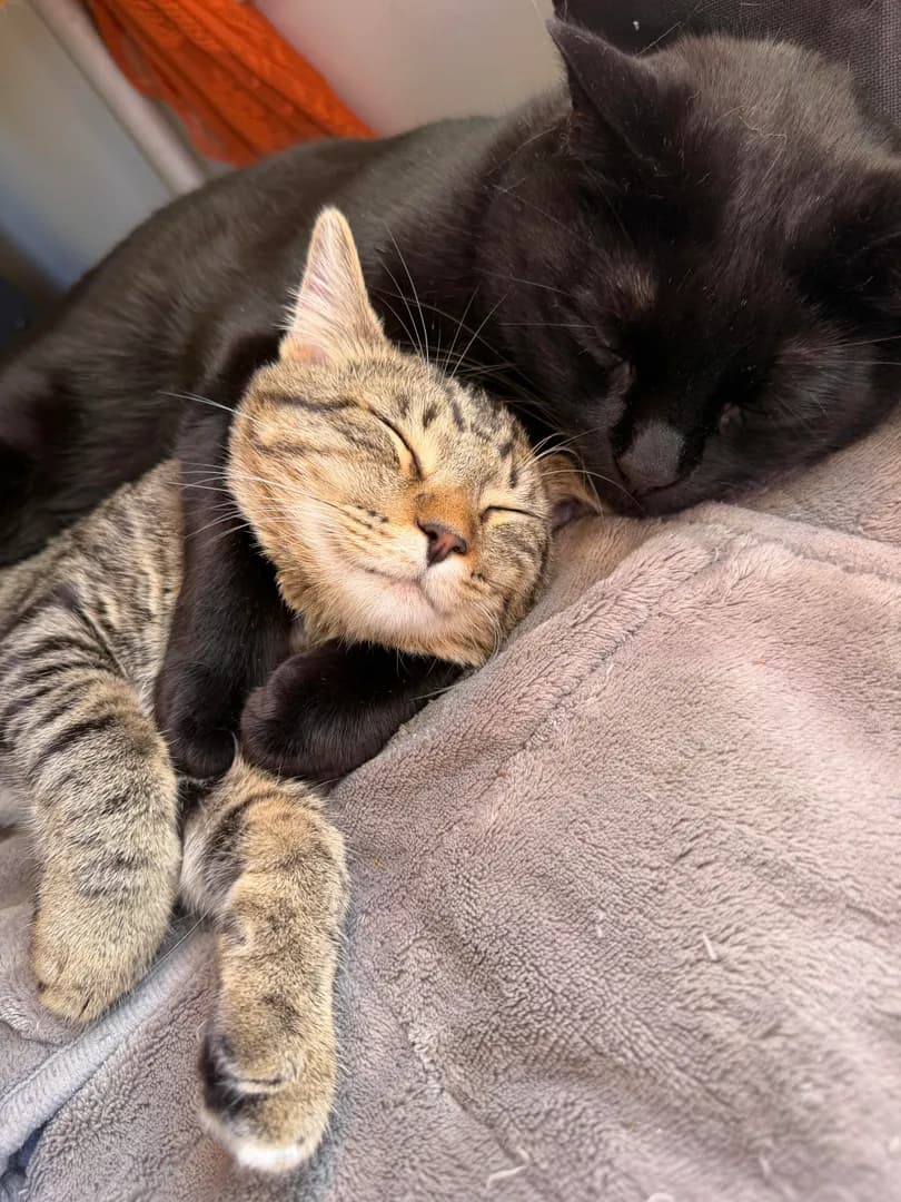 Well I foster failed but how could I separate Big Baby Jim (black) and Mac (tabby)