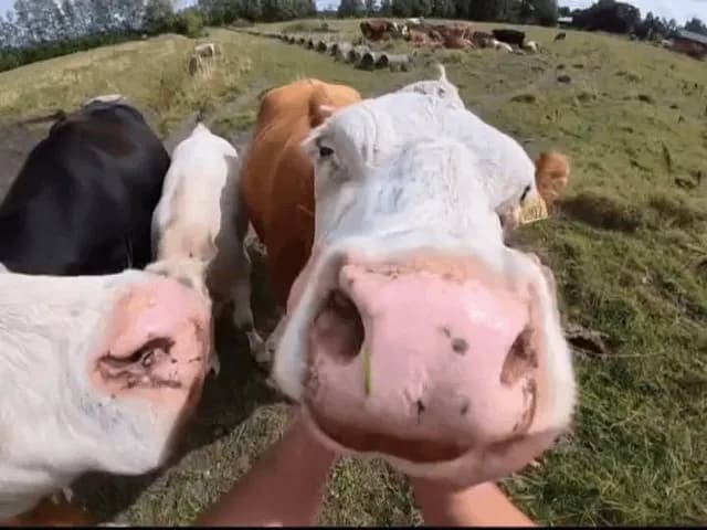 Interacting with cows