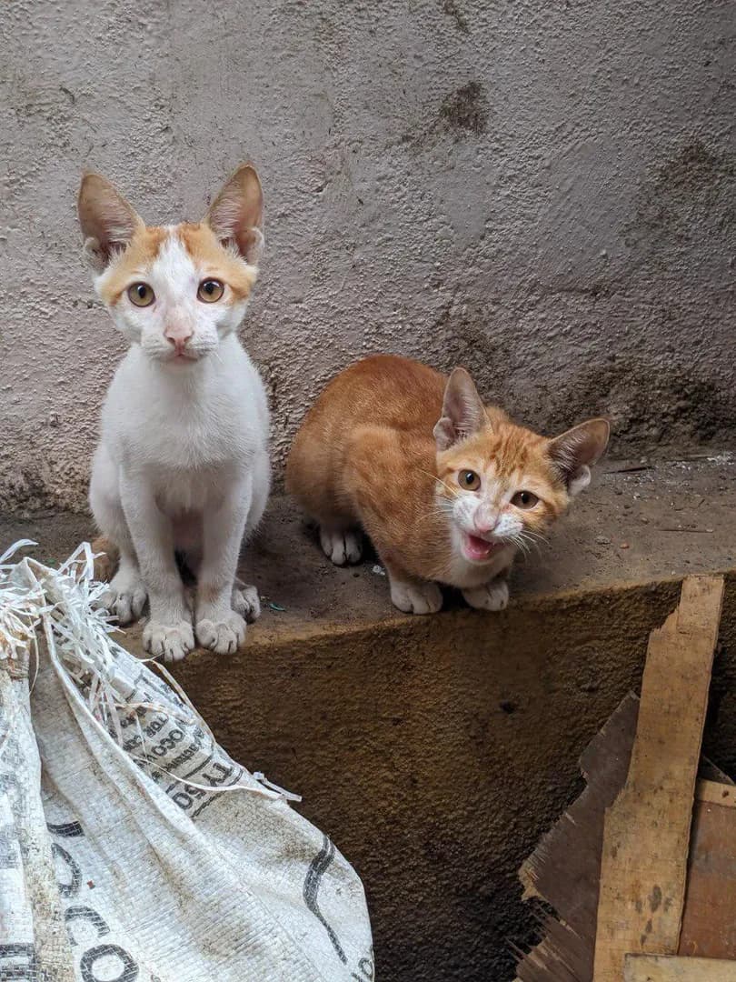 [OC] Two tiny backyard explorers with completely different personalities captured in one frame