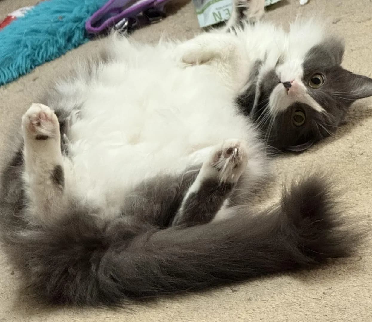 Hermy says hiiiii