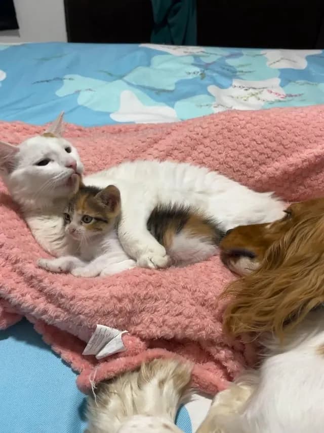 Tyson and copito adopted a baby, and I just had to accept this new family hahahaha