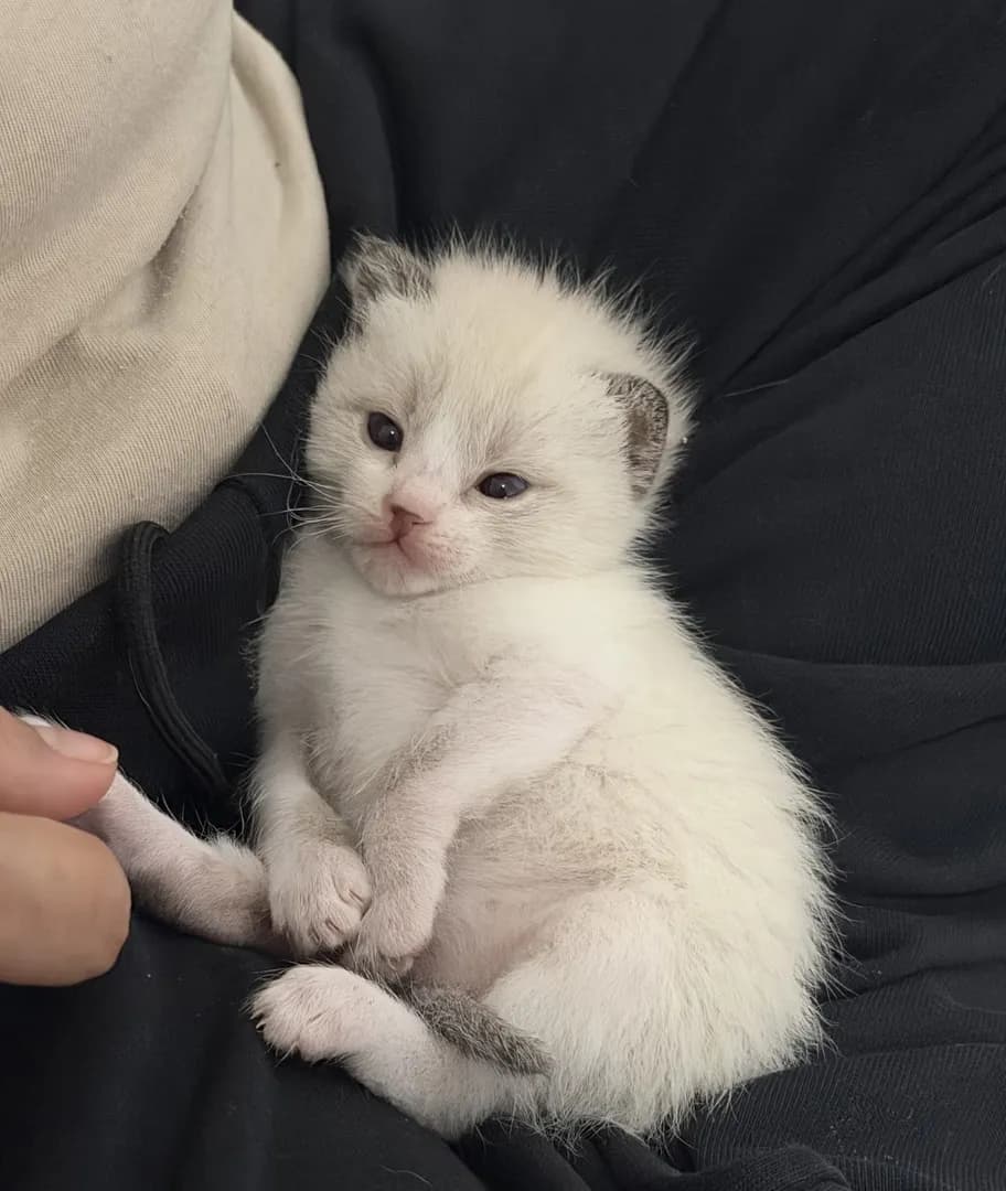 Only 15 days old and already sitting like a retired uncle. 🐾🐈