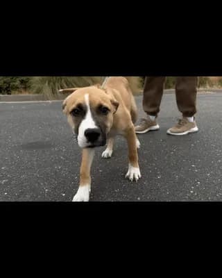 Meet Felix -- a sweet puppy that resides at my local shelter
