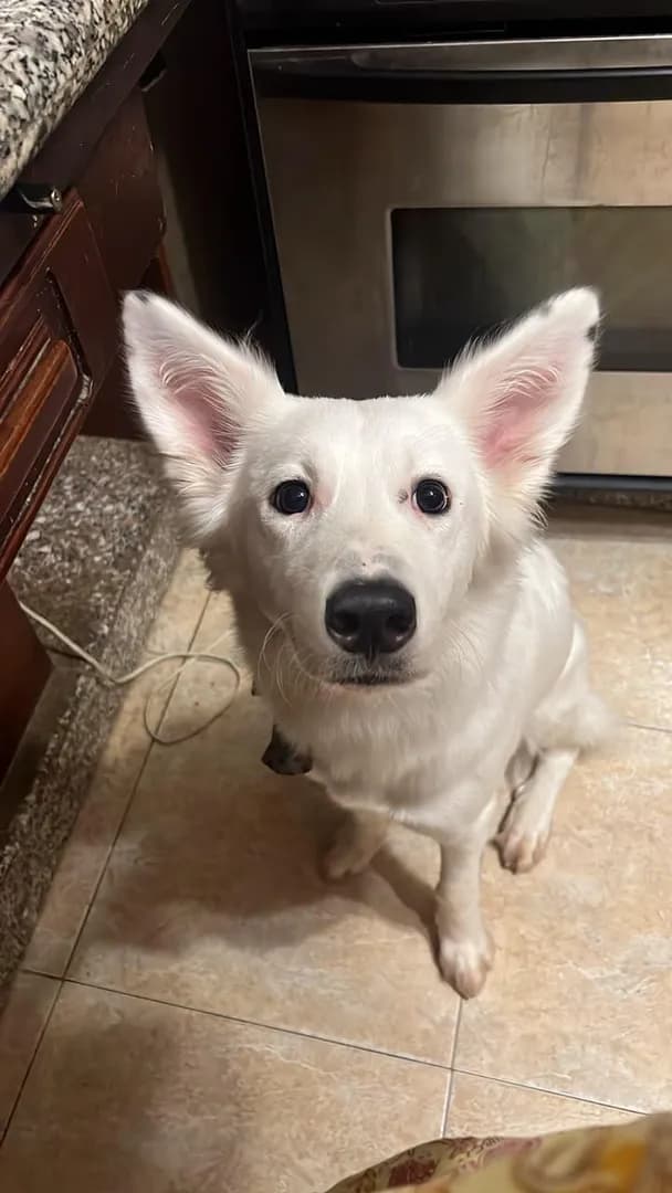 I love how he looks at me when he wants something haha