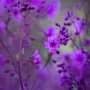 Chile's Atacama Desert blossoms with life after El Niño rains