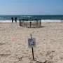 Agency says sea turtle eggs laid on California beaches are a first for the US West Coast