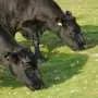 Livestock grazing may boost soil carbon storage in Iceland's subarctic grasslands