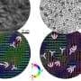 From swarming bacteria to tissue cells, living matter defies classic physical models of motion