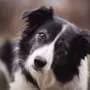 What is your dog really saying? AI is helping researchers decode animal communication