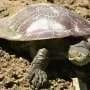 Two native turtles are vying to survive in a coastal Australian river. One doesn't belong there