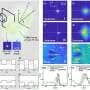 Light beam 'swims' upstream through a quantum fluid by violating Newton's third law