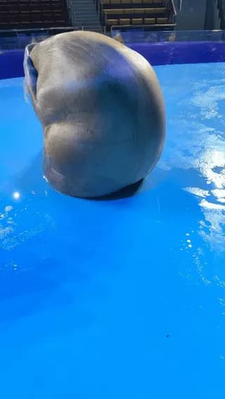 Walrus locks in after seeing camera and starts doing situps