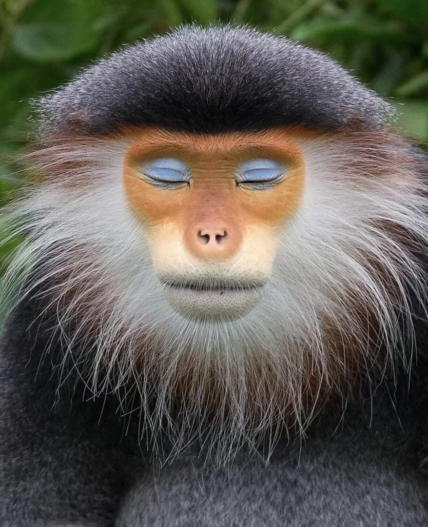 zen monkey (Shot by Mogens Trolle)