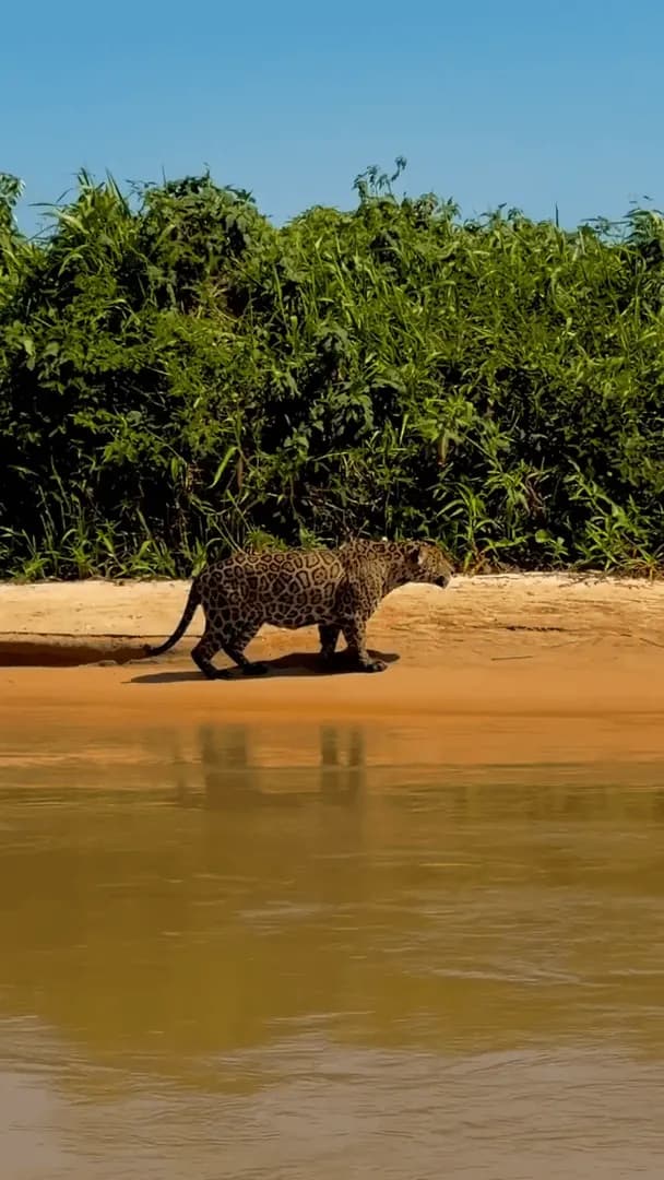A jaguar attacks a crocodile in the Pantanal, in Brazil.