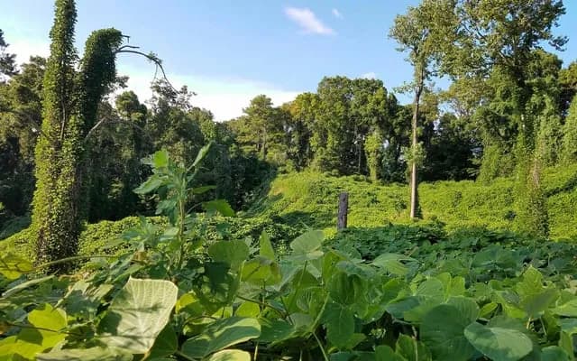 The “Vine That Ate the South” Is the Feral Hog of Invasive Plants. And It’s Nibbling at Texas.