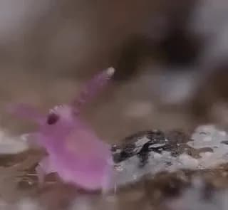 the globular springtail moves so quick that it looks like it teleports but it's actually doing backflips at roughly 368 flips per second! And the reason why it looks like it teleports is because the f