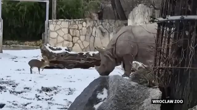 A tiny 13 kg Chinese muntjac deer playfully challenged a 1.7-ton rhino named Maruśka at the Wrocław Zoo in Poland