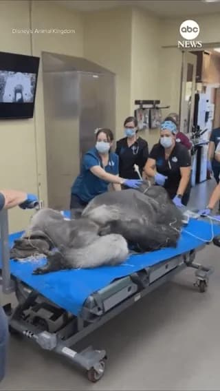 Silverback gorilla gets a wellness check