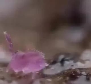 Globular springtail