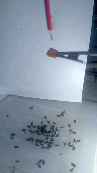 The Ultimate Weapon Against Flies
