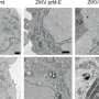 Zika virus assembles without protein segment long deemed essential