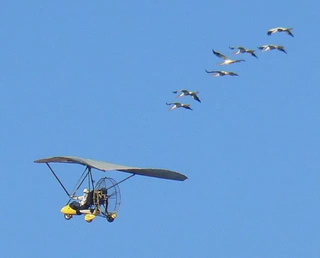 TIL that scientists reintroduced the Whooping Crane to an extinct migration route by guiding them through the air with an ultralight airplane they imprinted on. The pilot had to wear a crane costume t