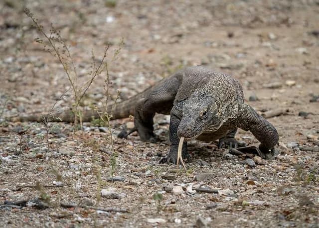 TIL Komodo Dragon teeth contain iron to make them stronger