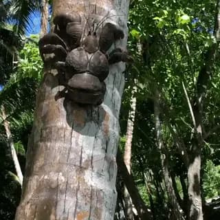 Coconut crabs are the largest land-living arthropods in the world, growing up to 1 meter (3.3 feet) across from leg tip to leg tip.