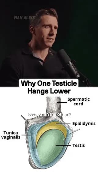 Why one tasticle hangs lower...