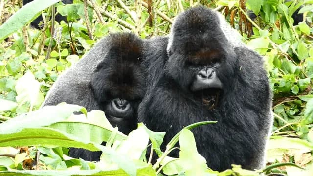 Silverback Gorilla Icumbi and his brother Turakomeje, two of the largest Silverbacks in the Virunga Mountains, have one of the tightest bonds between adult male Gorillas ever observed. Their relations
