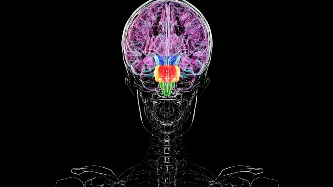 Contrary to some reports, you don't have two brains