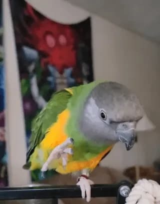This is how my Senegal parrot asks for head scritches.