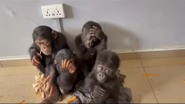 2 infant chimpanzees and 2 infant gorillas were rescued - Nigeria
