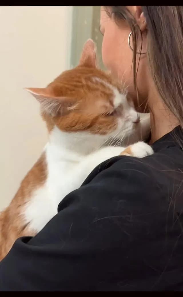 Work hugs ❤️🐱🐾