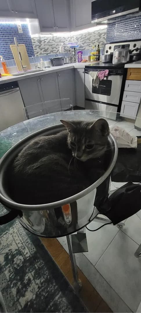 So I Left My Pot Unattended for 2 mins & Came Back To This..