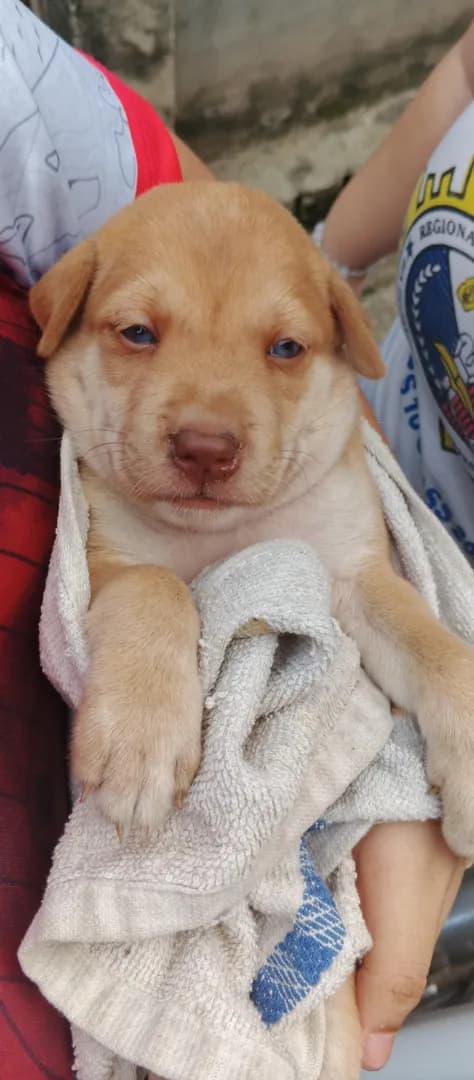 Our neighbor's dog gave birth to a cutie puppy with very blue eyes.