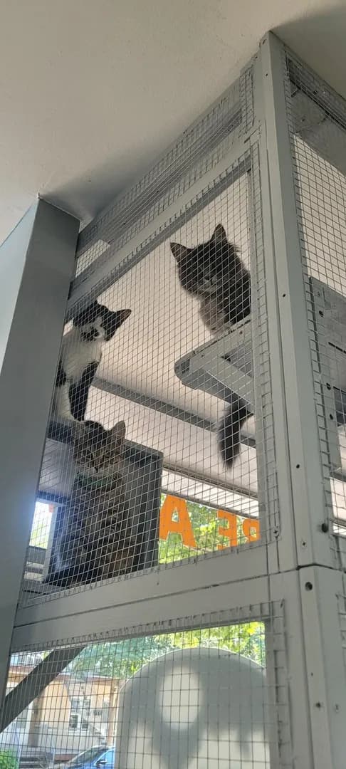 The kittens of our shelter (in our indoor catio) waiting for us to leave. I think they were planning a party 😄