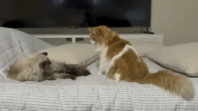 The Ragdoll never accepted his love (in his defence, the ragdoll was an angy 19 year old man-kitty)