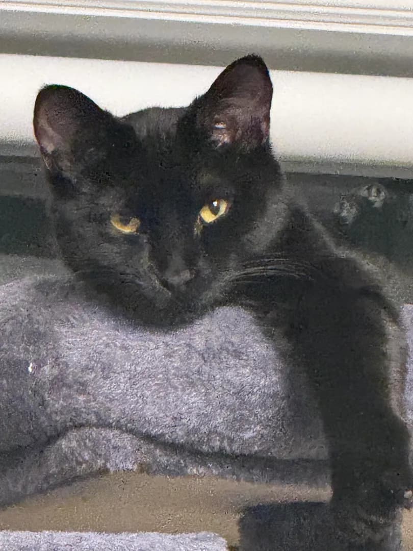 My little void is judging you