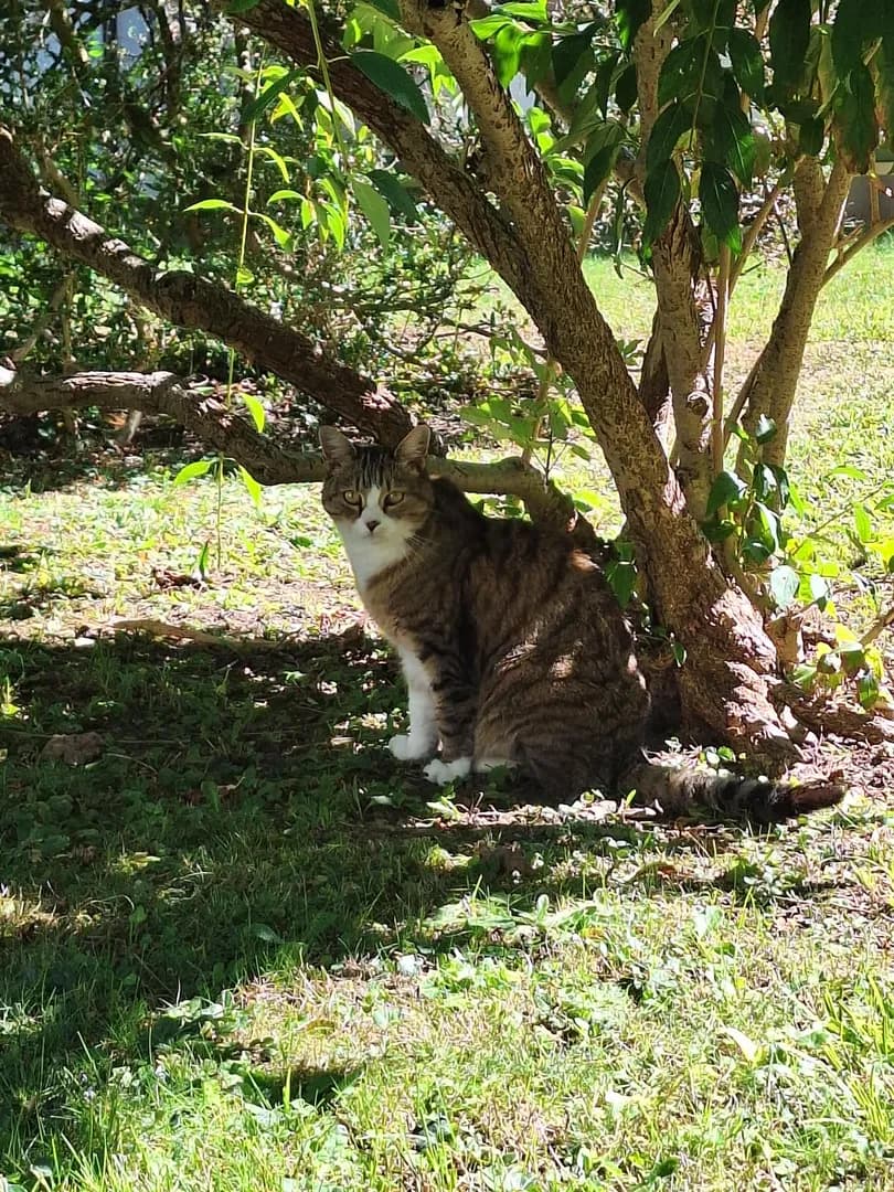 [OC] Such a beautiful cat 😻