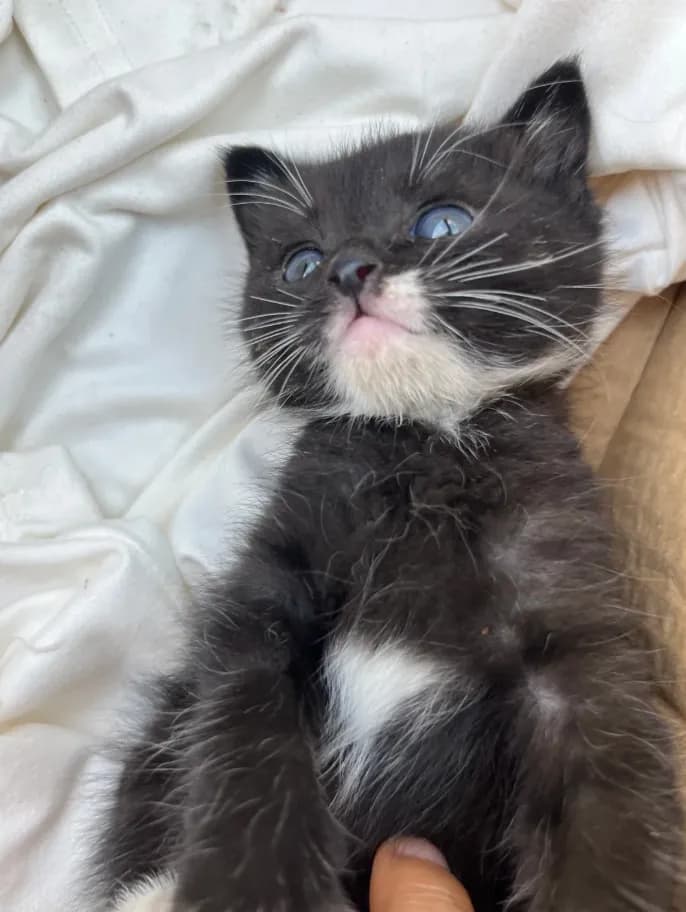 I really love the color of his eyes.