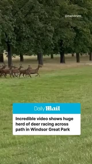 A huge herd of deer was captured thundering across a path in Southeast England creating an incredible wildlife moment that looks straight out of a nature documentary.