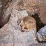 The space race should not endanger Australian wildlife