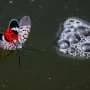 Hungary detects invasive spotted lanternfly for the first time in the EU