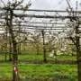 Delaying cherry blossom to reduce frost damage