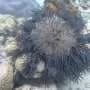 Crown-of-thorns starfish can help reefs thrive