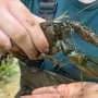 Biologists battle over North America's largest crayfish