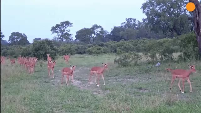Leopard Lays an Ambush and Catches an Impala Mid-Air